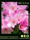 Рододендрон-якушиманский-Rhododendron-yakushimanum-‘Caroline-Allbrook’