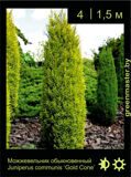 5-Можжевельник-обыкновенный-Juniperus-communis-‘Gold-Cone’1