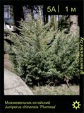 9-Можжевельник-китайский-Juniperus-chinensis-'Plumosa'2