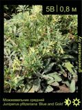 1-Можжевельник-средний-Juniperus-pfitzeriana-‘Blue-and-Gold’