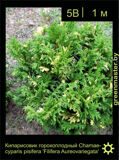 19-Кипарисовик-горохоплодный-Chamaecyparis-pisifera-'Filifera-Aureovariegata'