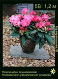 Рододендрон-якушиманский-Rhododendron-yakushimanum-‘Anuschka’