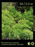3-Можжевельник-средний-Juniperus-pfitzeriana-‘Gold-Star’