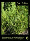 12-Можжевельник-китайский-Juniperus-chinensis-'Plumosa-Aureovariegata'