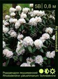 Рододендрон-якушиманский-Rhododendron-yakushimanum-‘Schneekrone’