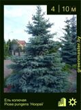 13-Ель-колючая-Picea-pungens-‘Hoopsii’