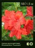 Азалия крупноцветковая Rhododendron ‘Feuerwerk’