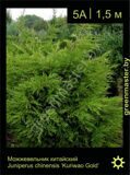 6-Можжевельник-китайский-Juniperus-chinensis-'Kuriwao-Gold'
