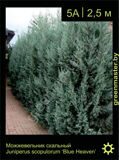 10-Можжевельник-скальный-Juniperus-scopulorum-'Blue-Heaven'