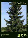 1-Ель-сербская-Picea-omorika