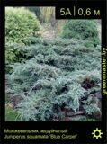 2-Можжевельник-чешуйчатый-Juniperus-squamata-‘Blue-Carpet’