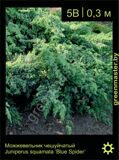 3-Можжевельник-чешуйчатый-Juniperus-squamata-‘Blue-Spider’1