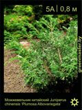 10-Можжевельник-китайский-Juniperus-chinensis-'Plumosa-Albovariegata'