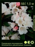 Рододендрон-якушиманский-Rhododendron-yakushimanum-‘Edelweiss’