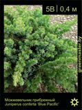 2-Можжевельник-прибрежный-Juniperus-conferta--‘Blue-Pacific’