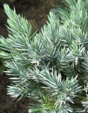 Juniperus-squamata