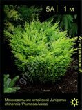 11-Можжевельник-китайский-Juniperus-chinensis-'Plumosa-Aurea'
