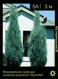 13-Можжевельник-скальный-Juniperus-scopulorum-‘Skyrocket’