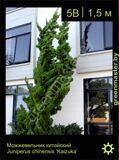 5-Можжевельник-китайский-Juniperus-chinensis-'Kaizuka'1