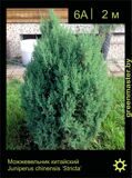 15-Можжевельник-китайский-Juniperus-chinensis-‘Stricta’