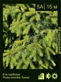 2-Ель-сербская-Picea-omorika-‘Aurea’