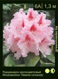 Рододендрон крупноцветковый Rhododendron ‘Le Progres’