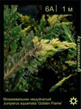 7-Можжевельник-чешуйчатый-Juniperus-squamata-‘Golden-Flame’
