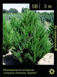 14-Можжевельник-китайский-Juniperus-chinensis-'Spartan'