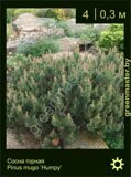 7-Сосна-горная-Pinus-mugo-‘Humpy’