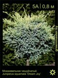 5-Можжевельник-чешуйчатый-Juniperus-squamata-‘Dream-Joy’