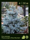 2-Ель-колючая-Picea-pungens-‘Blue-Mountain’
