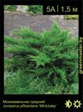 6-Можжевельник-средний-Juniperus-pfitzeriana-‘Mint-Julep’