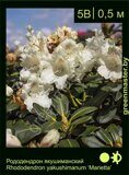 Рододендрон-якушиманский-Rhododendron-yakushimanum-‘Marietta’