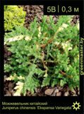 3-Можжевельник-китайский-Juniperus-chinensis-'Expansa-Variegata'