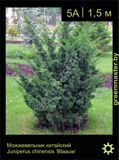 1-Можжевельник-китайский-Juniperus-chinensis-‘Blaauw’1