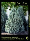 14-Можжевельник-скальный-Juniperus-scopulorum-‘Wichita-Blue’