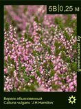 Вереск-обыкновенный-Calluna-vulgaris-‘J.H