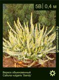 Вереск-обыкновенный-Calluna-vulgaris-‘Sandy’