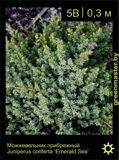 3-Можжевельник-прибрежный-Juniperus-conferta--‘Emerald-Sea’