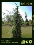 5-Ель-сербская-Picea-omorika-‘Pendula’