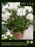 Рододендрон крупноцветковый Rhododendron ‘Cunningham’s White’