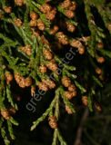 Juniperus_virginiana