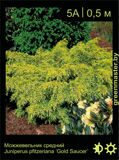 4-Можжевельник-средний-Juniperus-pfitzeriana-‘Gold-Saucer’1