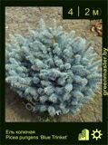 3-Ель-колючая-Picea-pungens-‘Blue-Trinket’