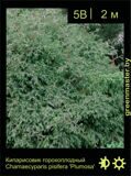 22a-Кипарисовик-горохоплодный-Chamaecyparis-pisifera-'Plumosa'