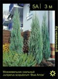 9-Можжевельник-скальный-Juniperus-scopulorum-'Blue- Arrow'-1