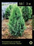 8-Можжевельник-китайский-Juniperus-chinensis-'Obelisk'