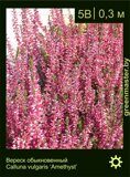 Вереск-обыкновенный-Calluna-vulgaris-‘Amethyst’