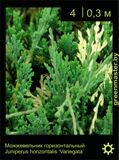 18-Можжевельник-горизонтальный-Juniperus-horizontalis-'Variegata'