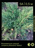 5-Можжевельник-средний-Juniperus-pfitzeriana-‘Mathot’
